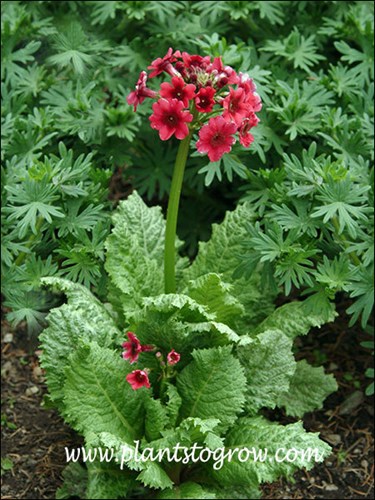 Carminea Japanese Primula
The salverform flowers are borne on a thick, sturdy peduncle called a scape.